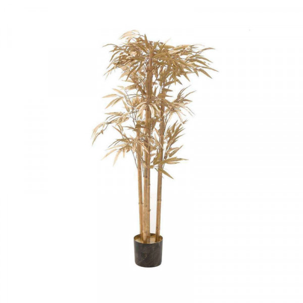 Planta bambú dorado